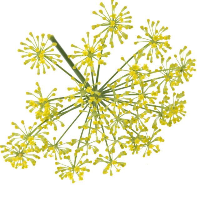 L-Fenchone