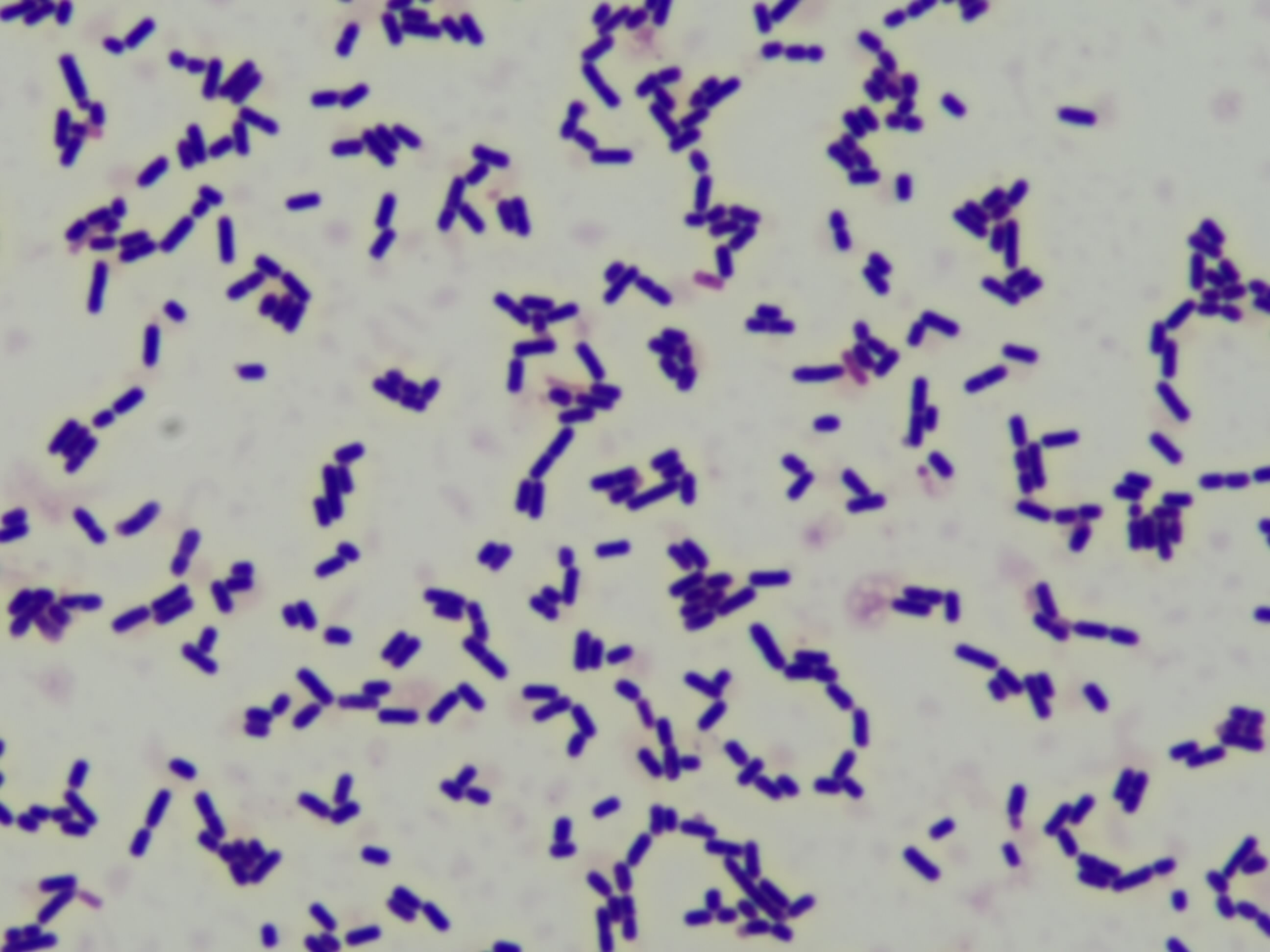 Lactobacillus plantarum