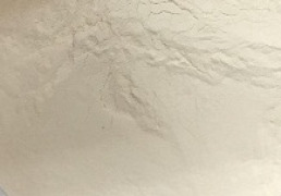 Lactobacillus reuteri