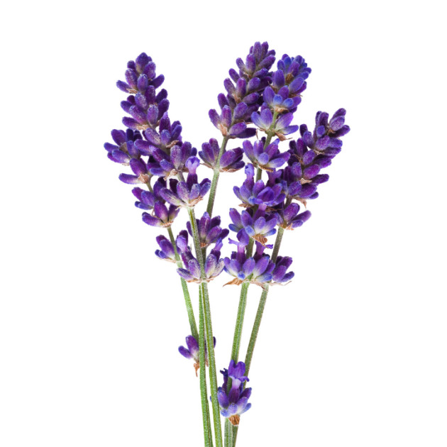 Lavender Oil
