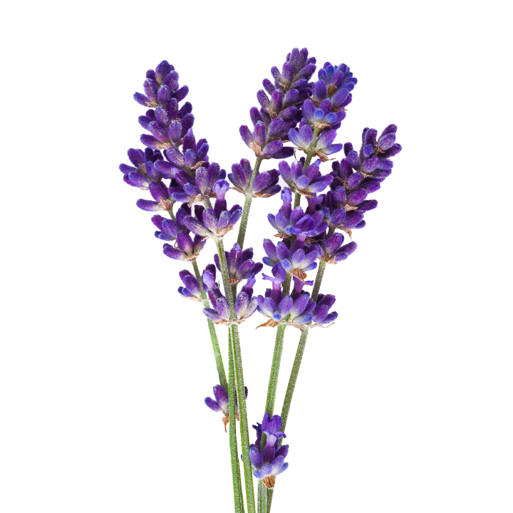 Lavender Oil