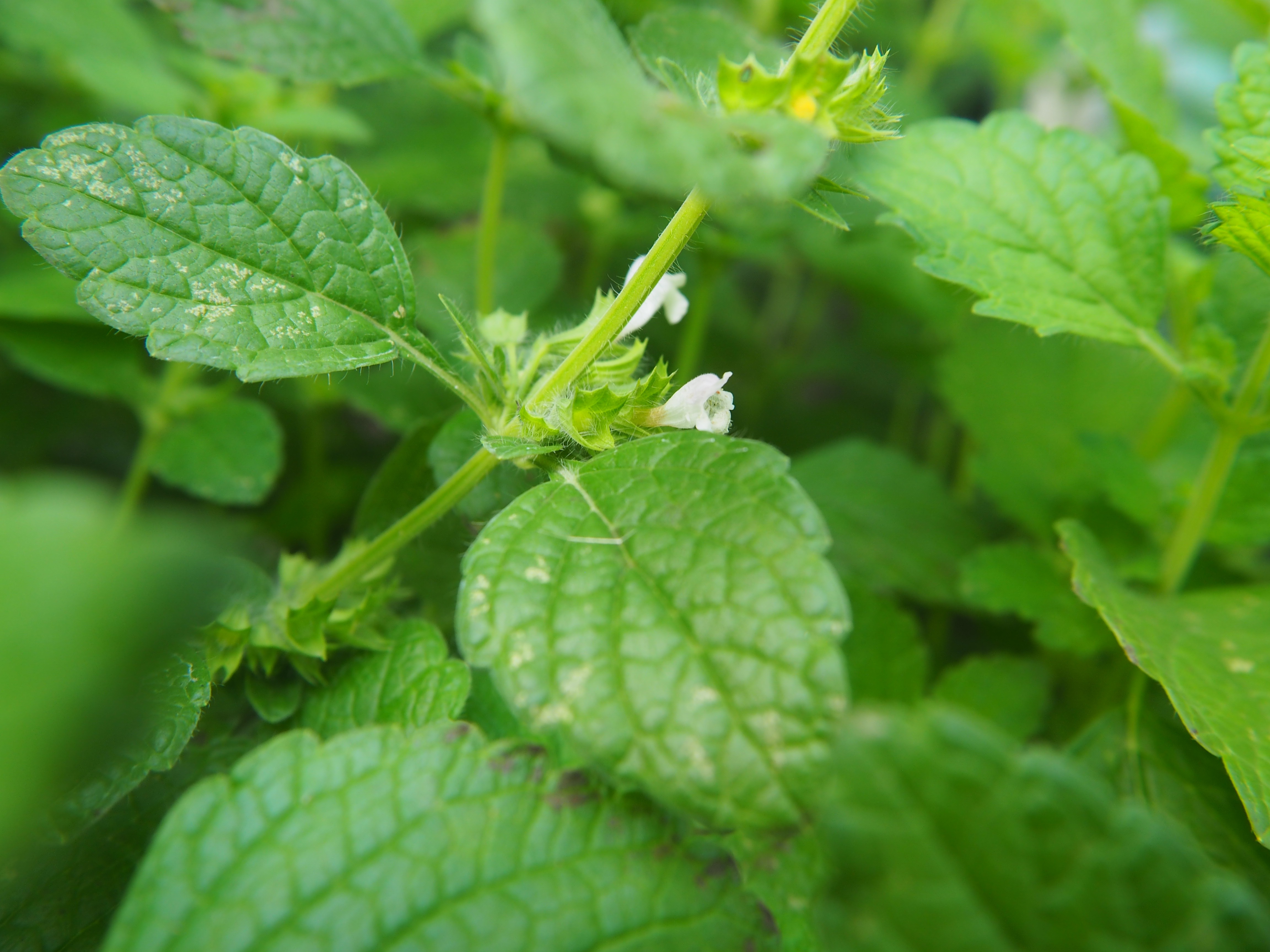 LEMON BALM EXTRACT