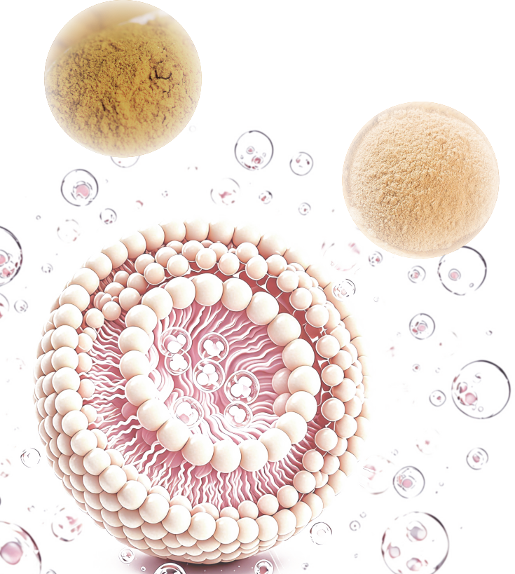 LiposoRise® Silymarin & LiposoRise®  Silybin