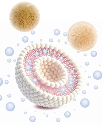 LiposoRise® Silymarin & LiposoRise®  Silybin