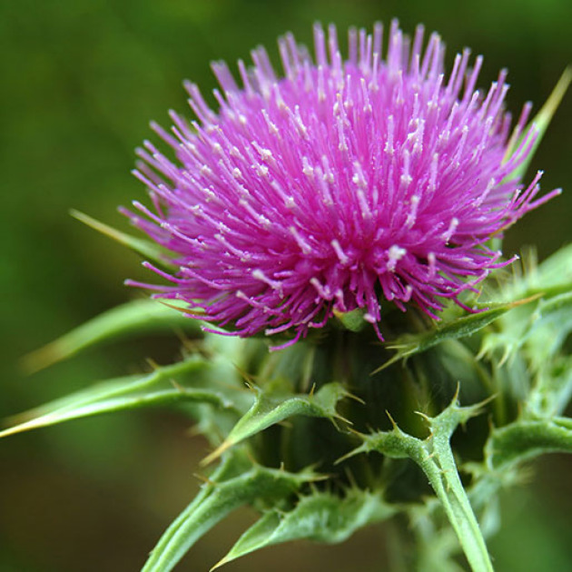 Milk thistle extract
