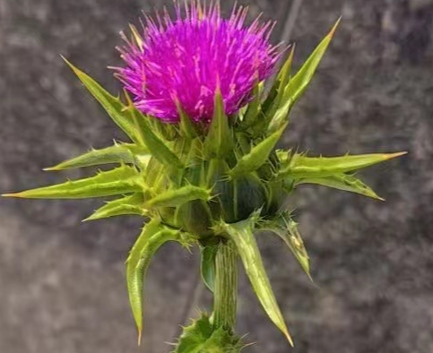Milk Thistle Extract/Silymarin 2