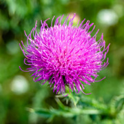 Milk thistle