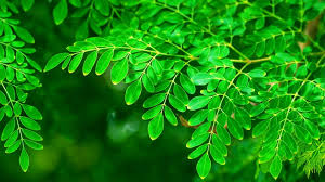 Moringa Leaf Extract