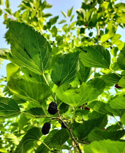 Mulberry Leaf Extract