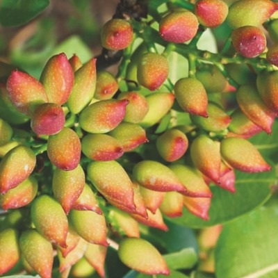 Natural Melatonin