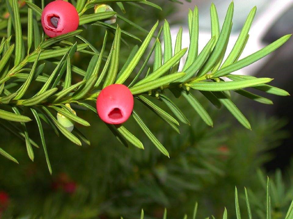 Natural Paclitaxel