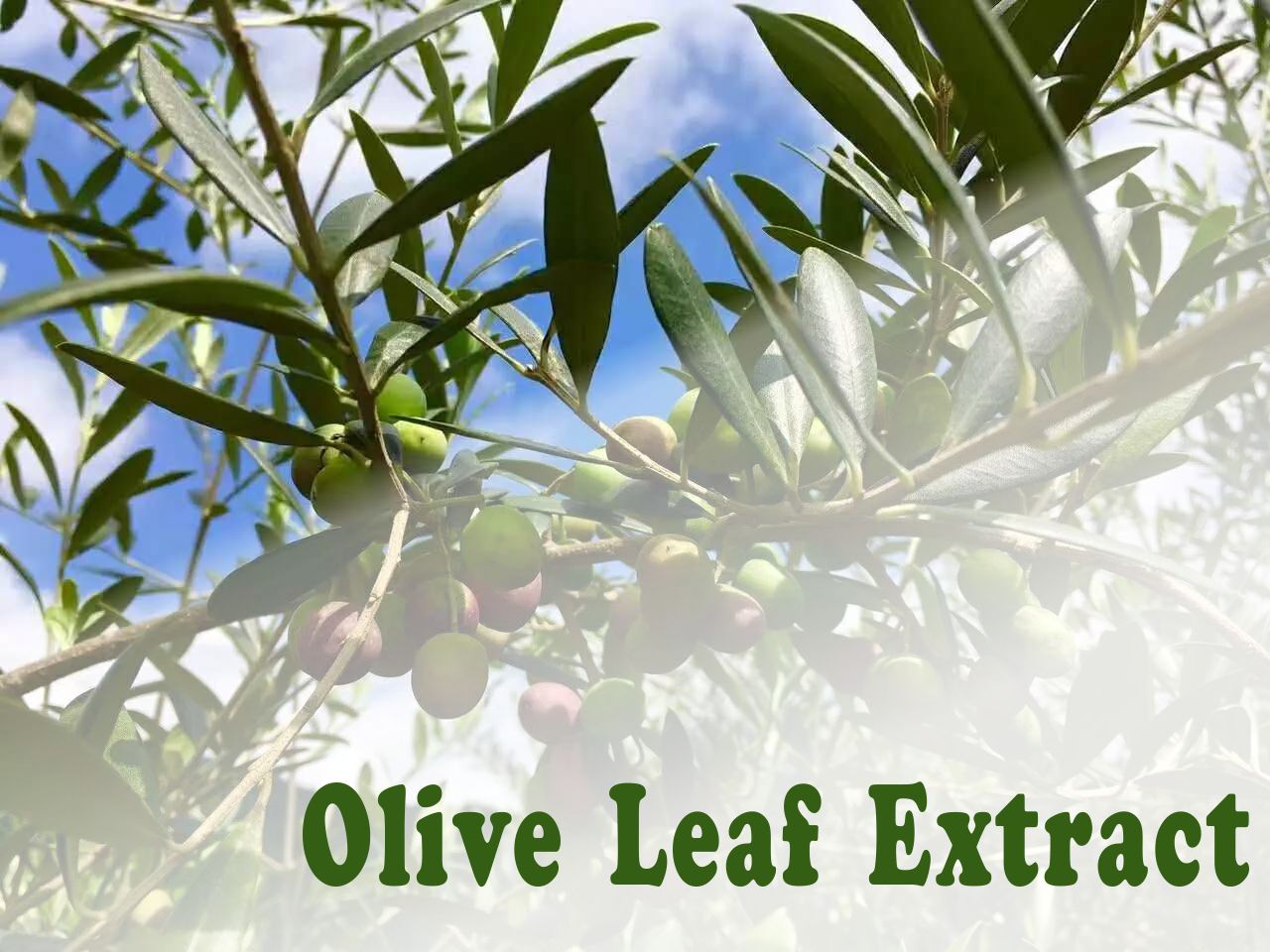 Olive Leaf Extract