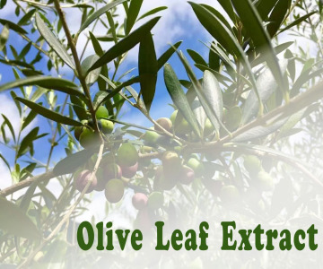 Olive Leaf Extract