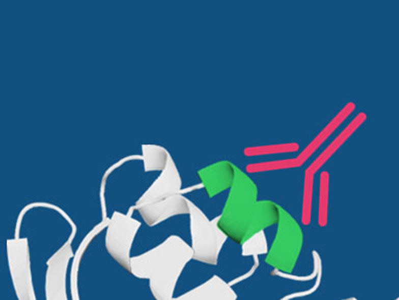 PEPperMAP® Epitope Mapping 2