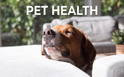 PET HEALTHCARE