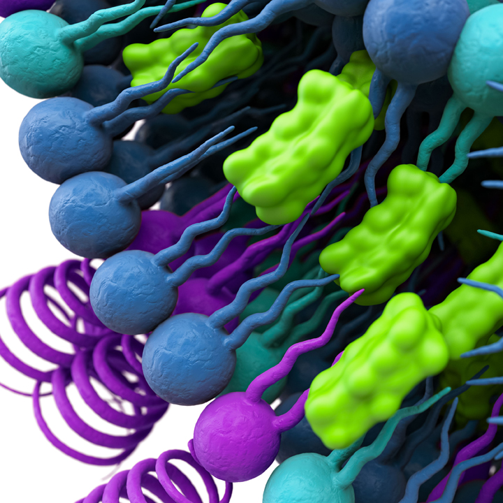 PhytoChol®: Plant-derived cholesterol