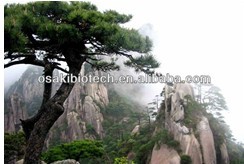 Pine Bark Extract