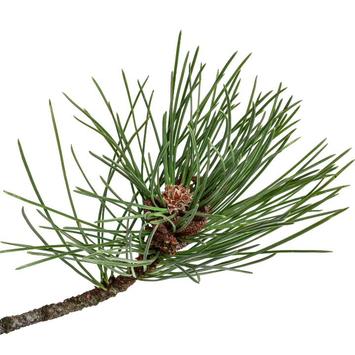 Pine Sylvestris Oil