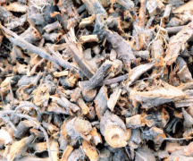 Polygonum Cuspidatum EXTRACT