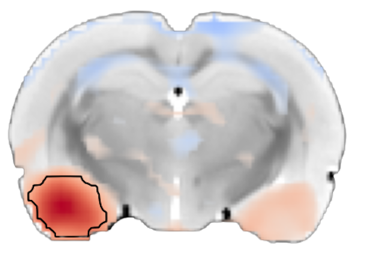 Preclinical Functional Neuroimaging 2