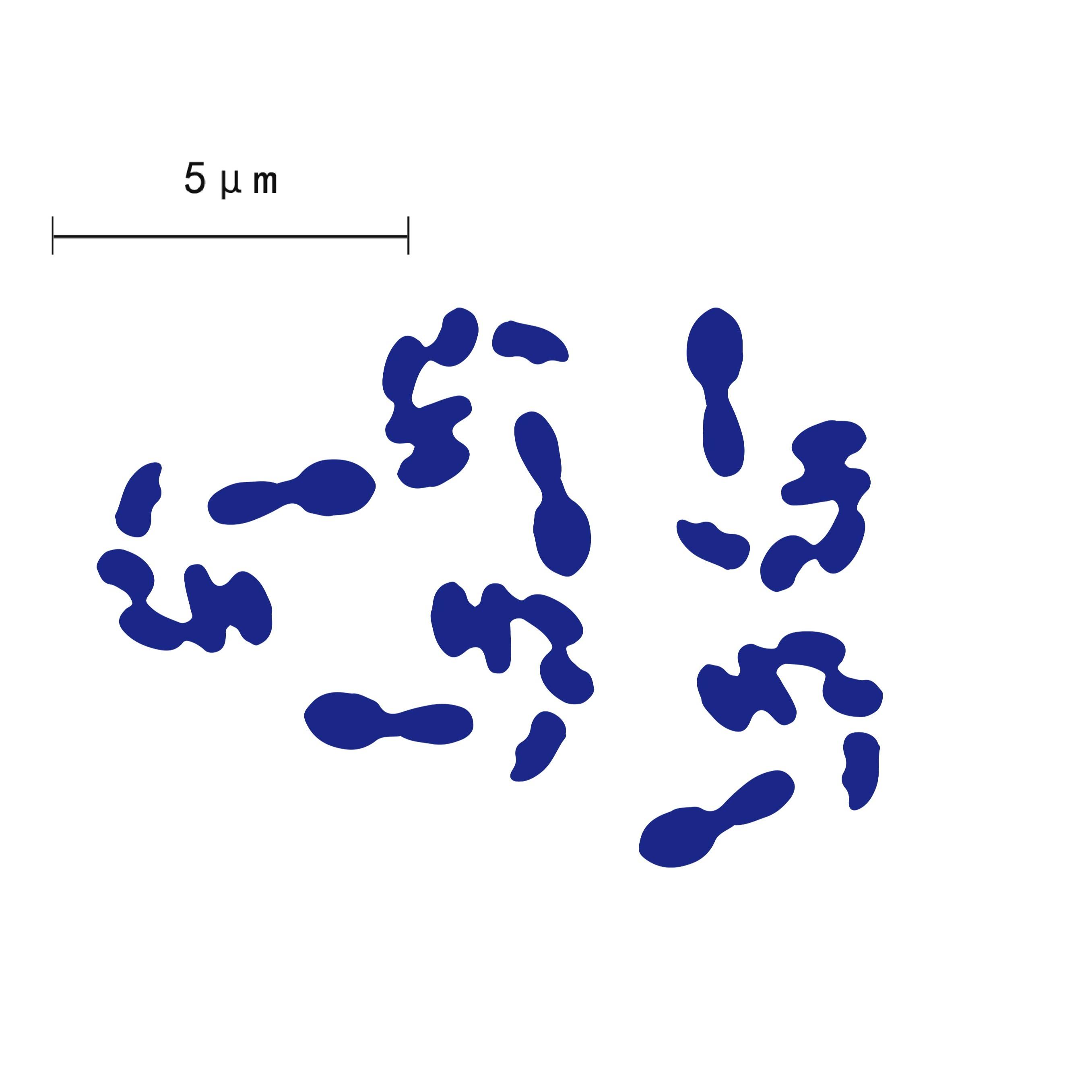 Probiotic powder