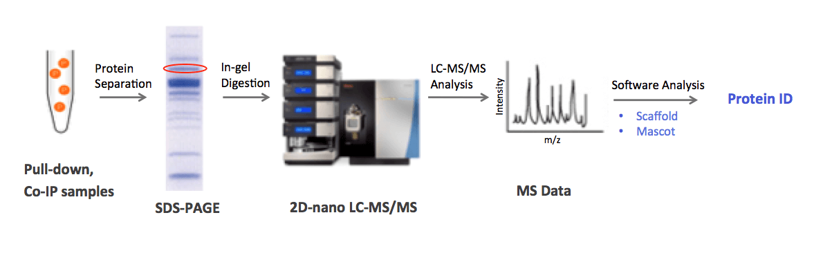Protein Identification Service