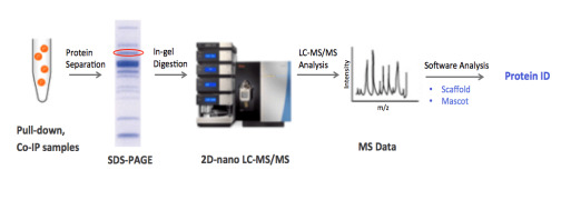 Protein Identification Service