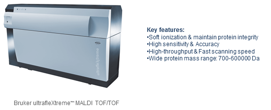 Protein Molecular Weight Determination Service