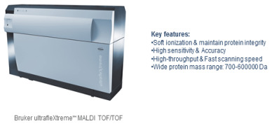 Protein Molecular Weight Determination Service