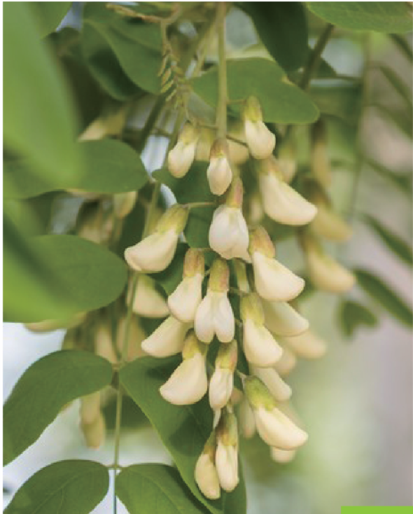 QUERCETIN 95%, 98%