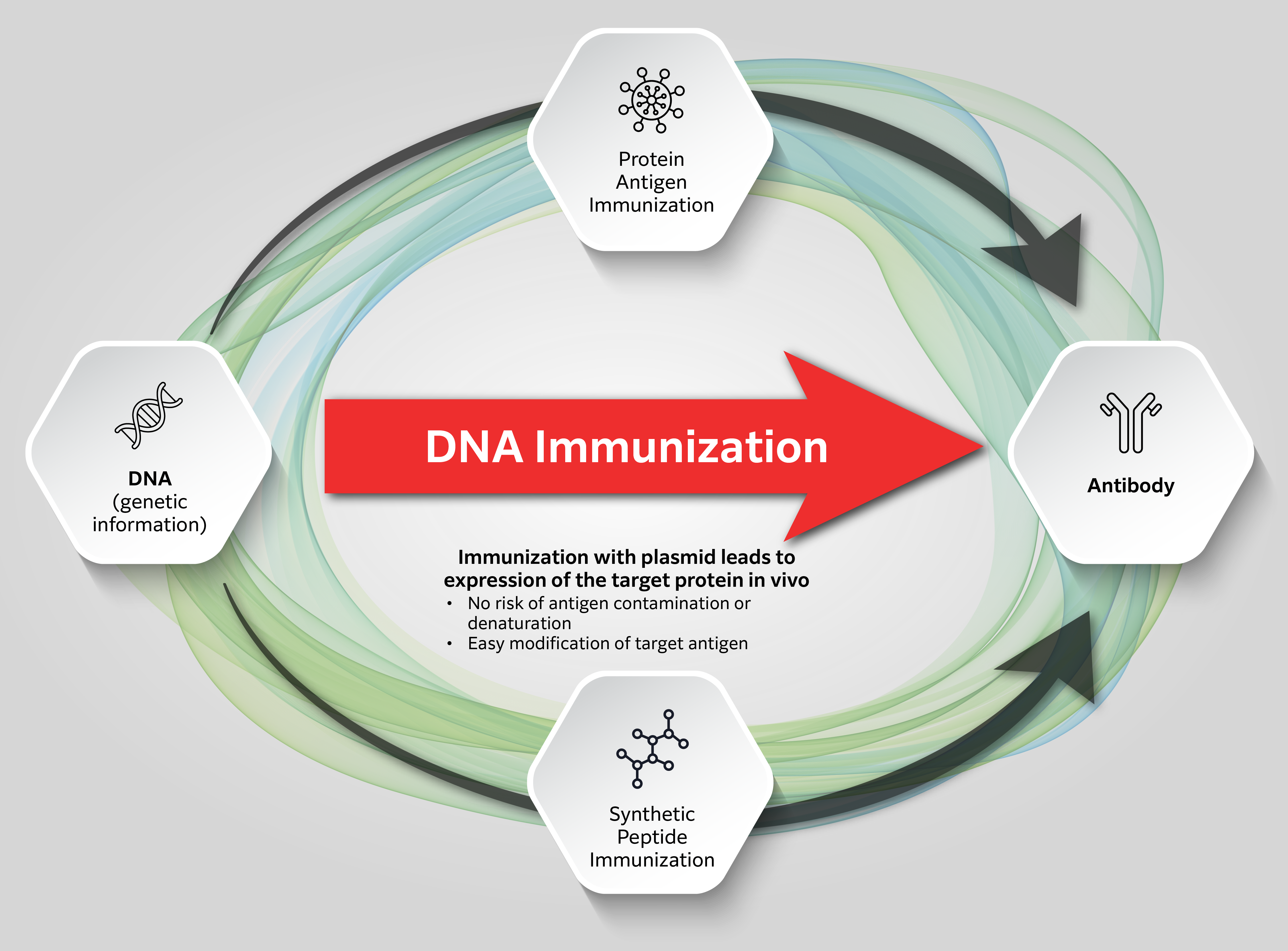 Rabbit Monoclonal Antibody Discovery Service 2