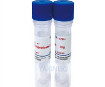 Recombinant Carboxypeptidase B