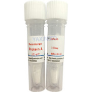 Recombinant  protein A