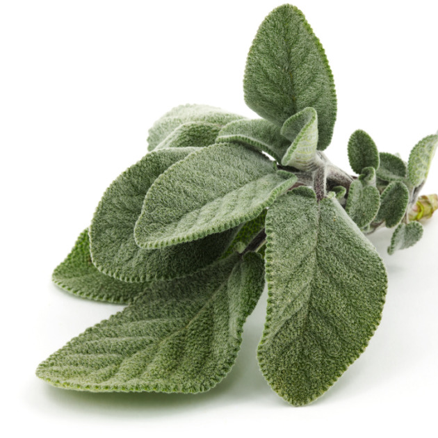 Sage Oil