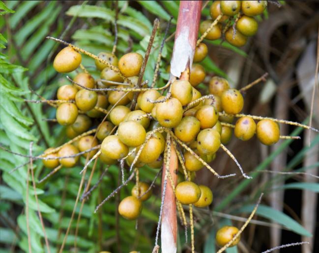 Saw Palmetto