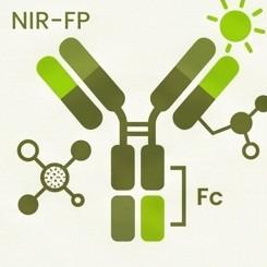 Single Domain Antibody Engineering & Functionalization