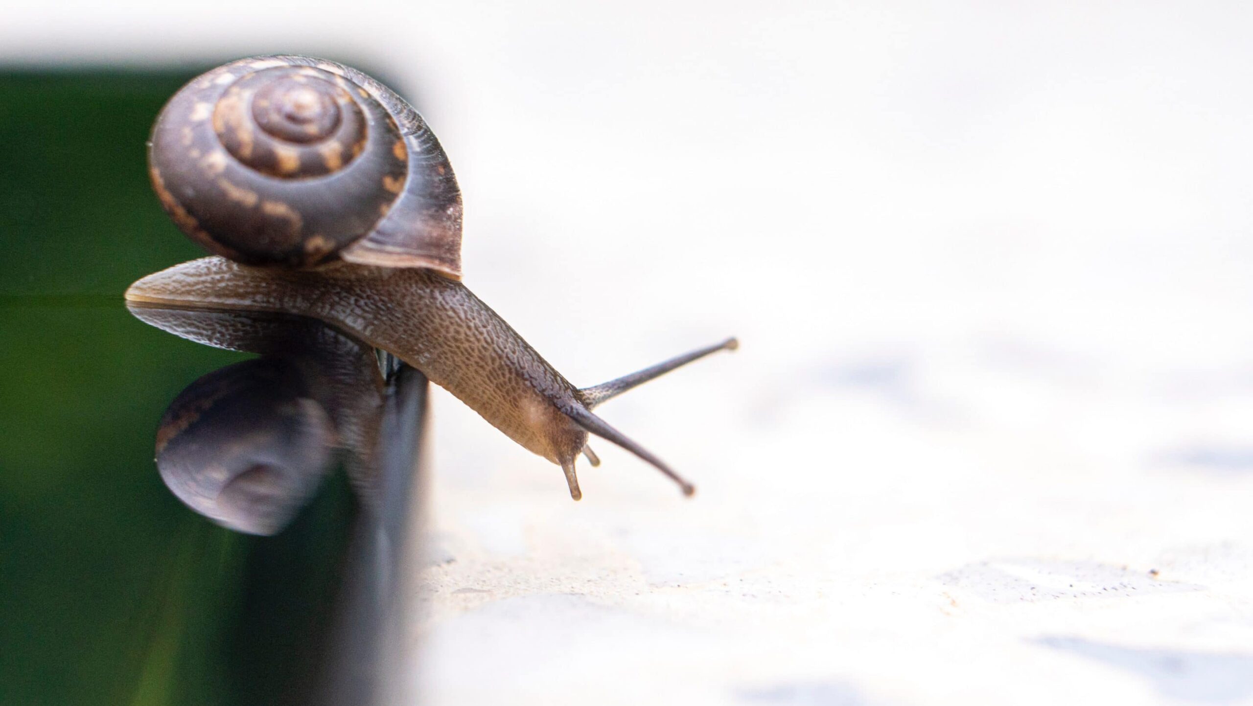 Snail Extract
