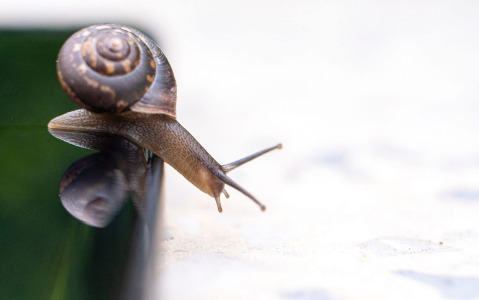 Snail Extract