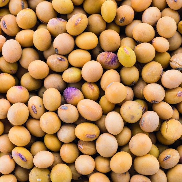 Soy Protein