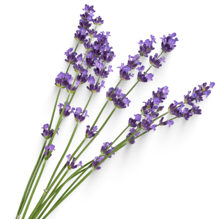 Spike Lavender Oil