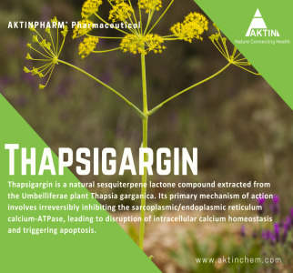 Thapsigargin
