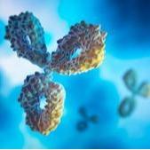Therapeutic Antibody AI-Discovery Services