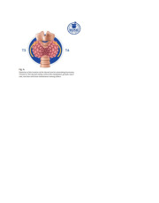 Thyroid