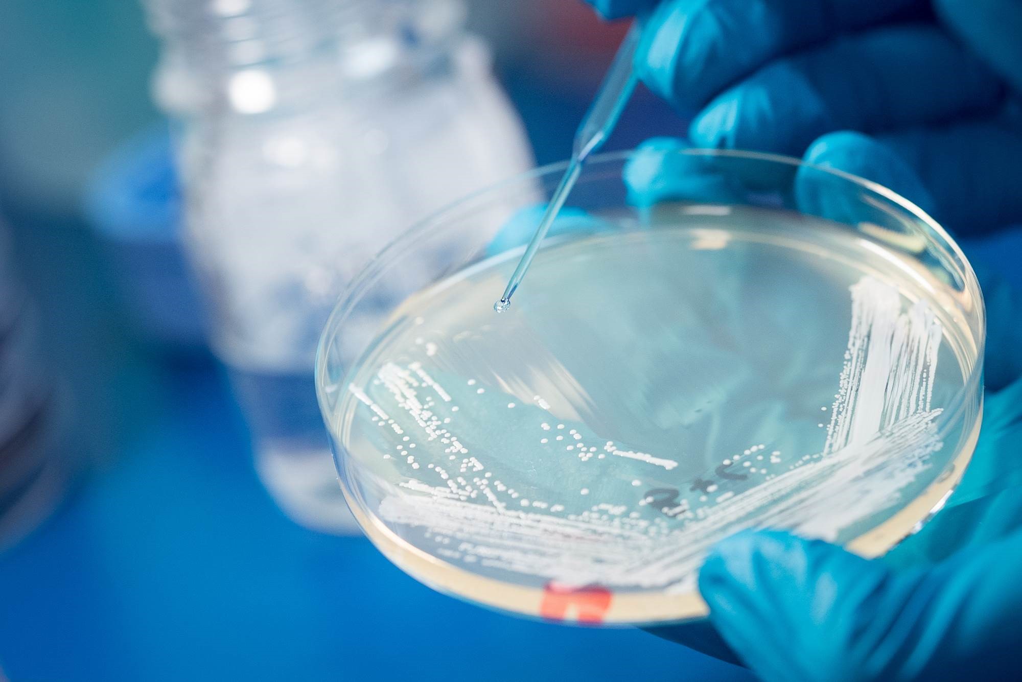 Tobramycin sulfate