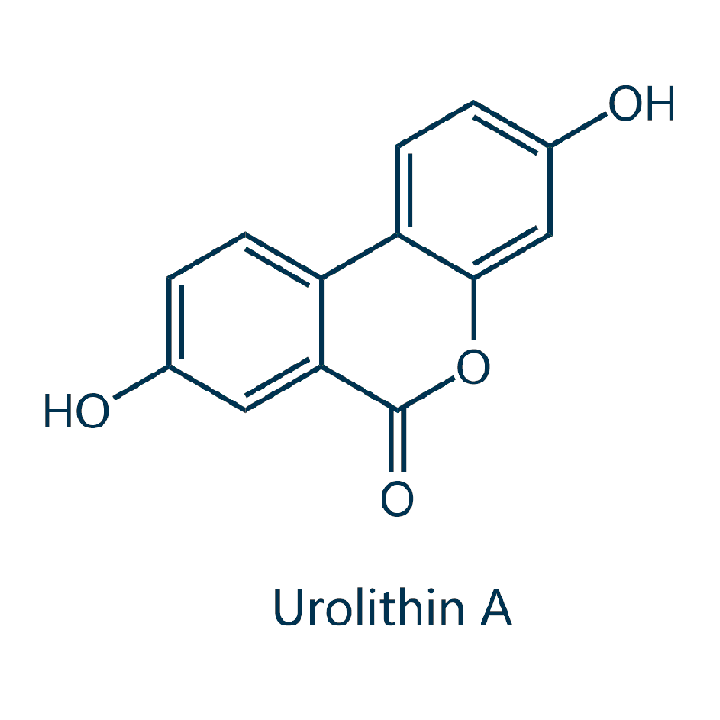 Urolithin A