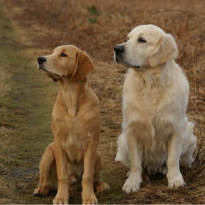 Veterinary Pharmaceuticals