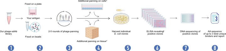 VHH antibody, nanobody, discovery services