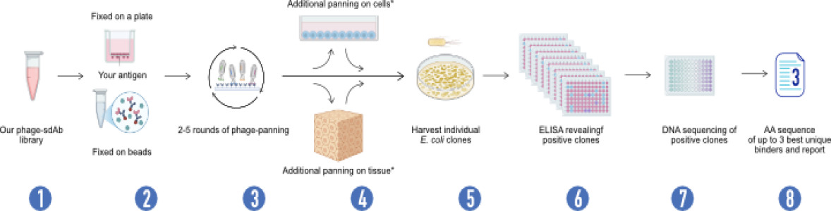 VHH antibody, nanobody, discovery services