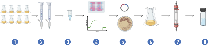 VHH antibody, nanobody, functionalization services