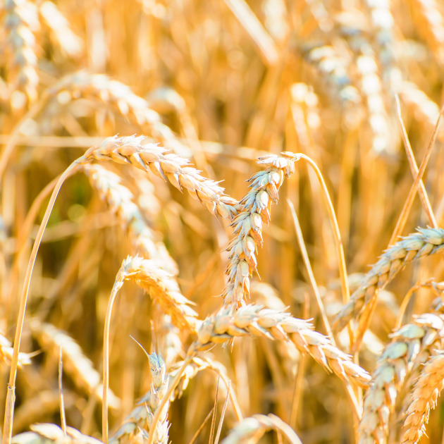 Wheat Peptide